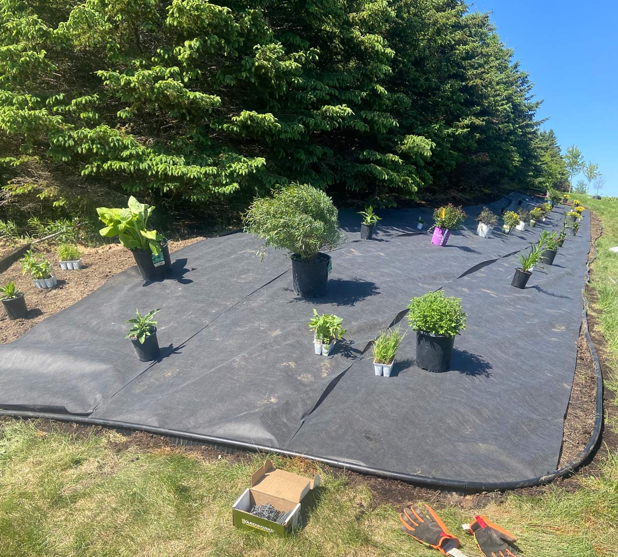 Landscape fabric installation and plant layout before mulch in St. Paul
