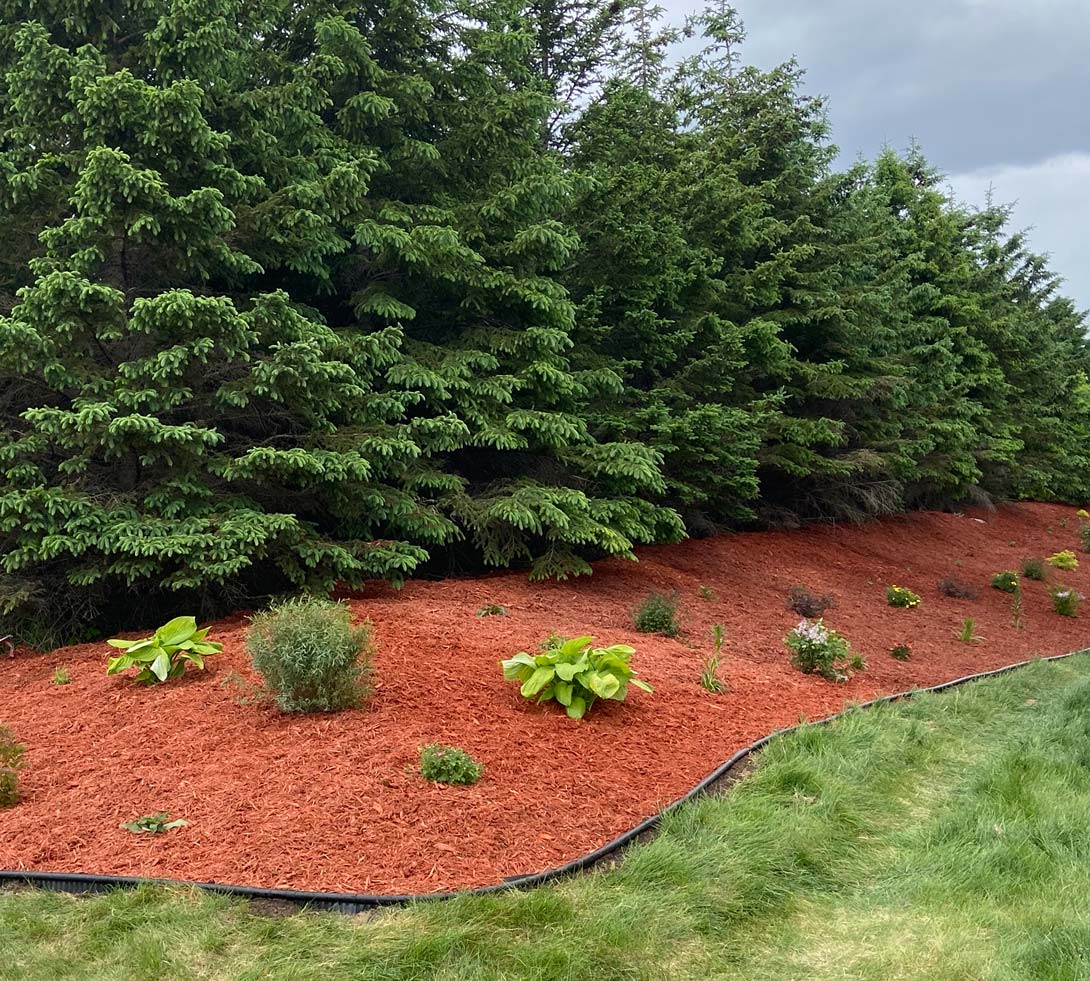 Finished mulch landscaping with plants and edging in St. Paul