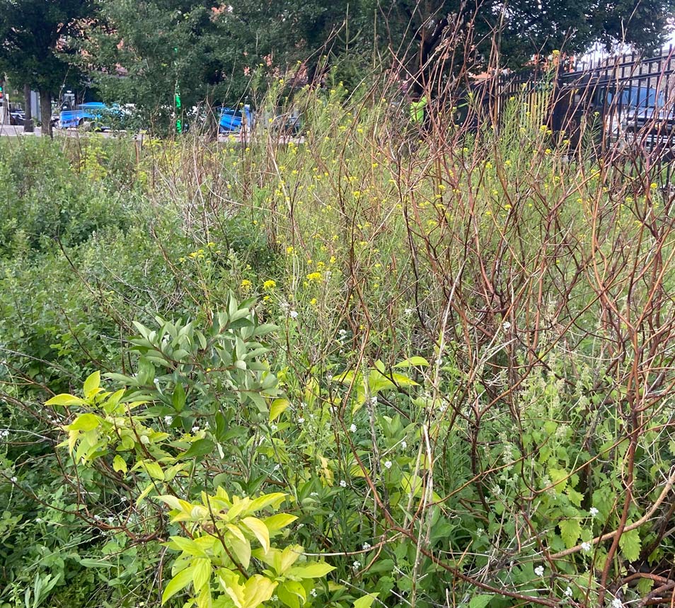 Overgrown yard before cleanup service in St. Paul